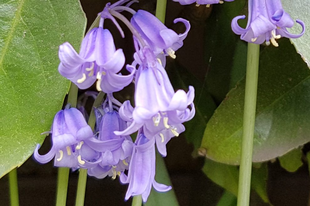 purple flower bunch pisces