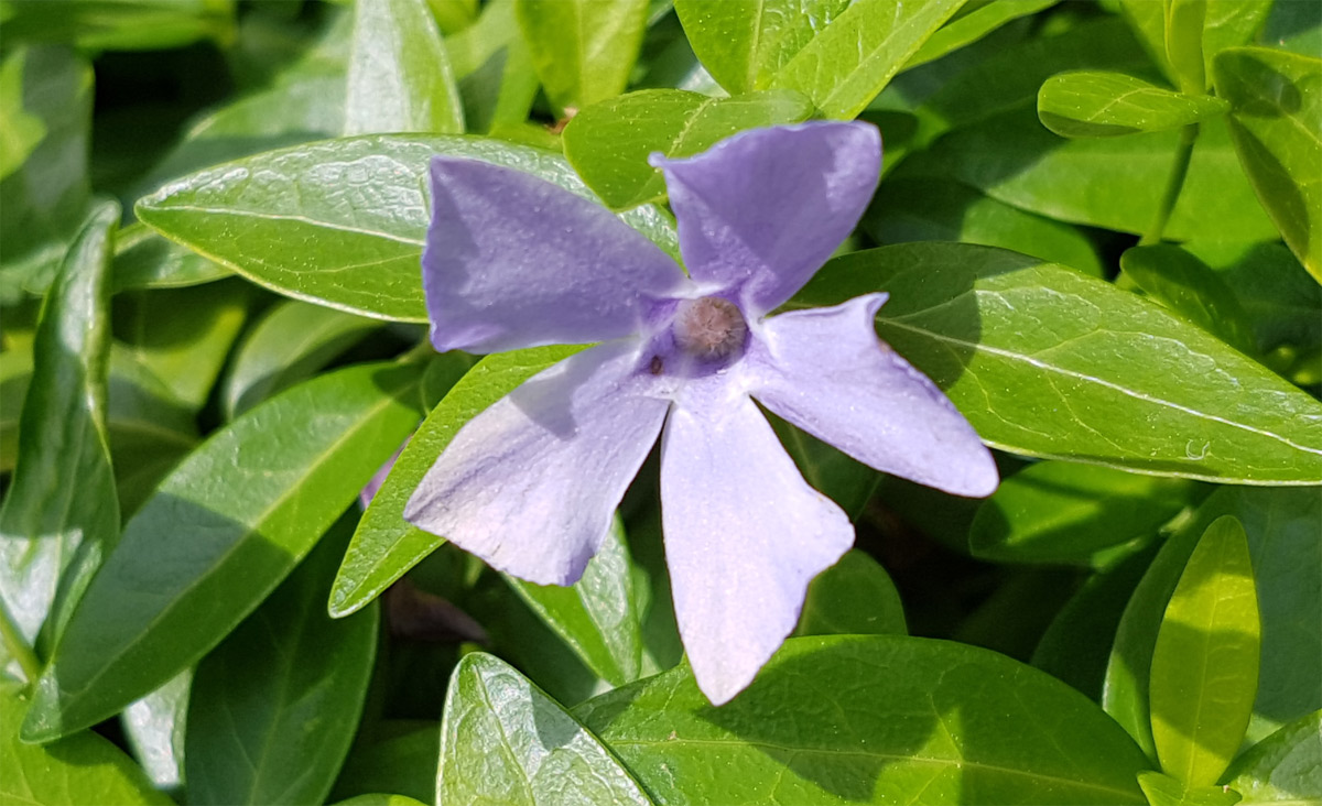 purple flower pisces